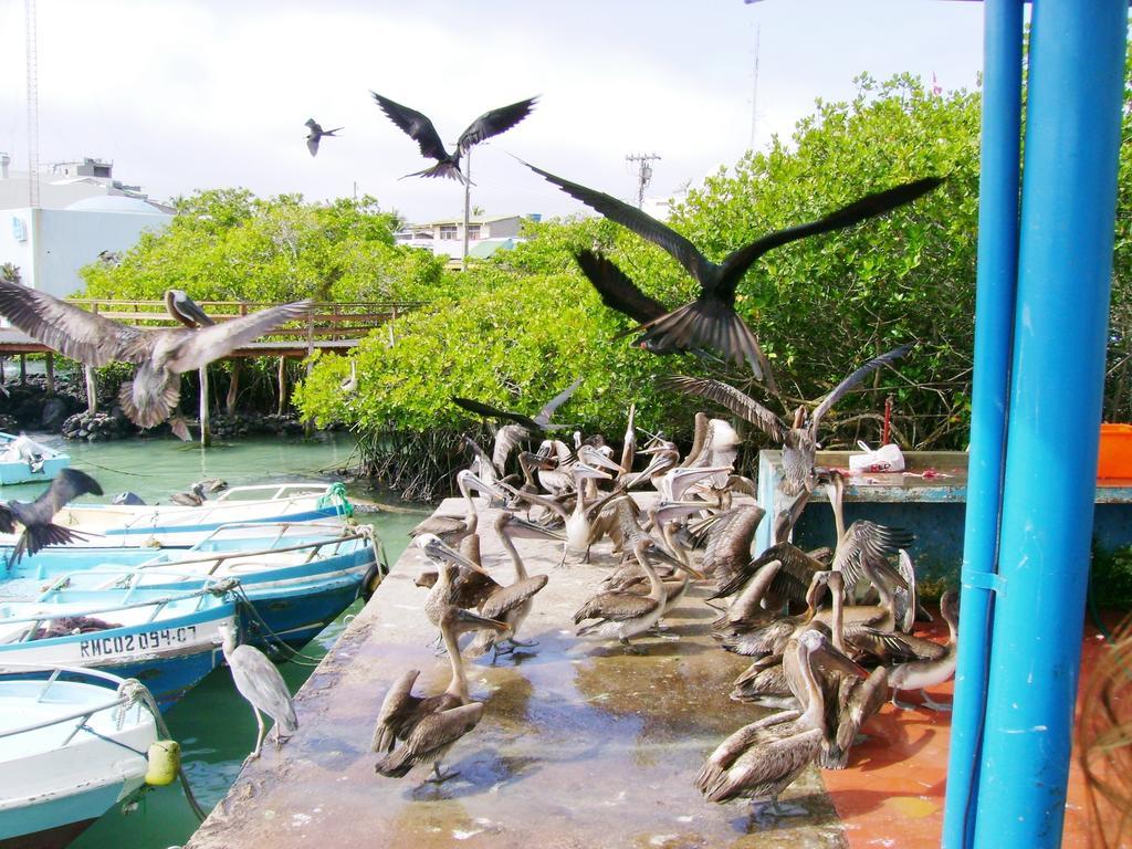 Hotel Pelican Bay بويرتو أيورا المظهر الخارجي الصورة